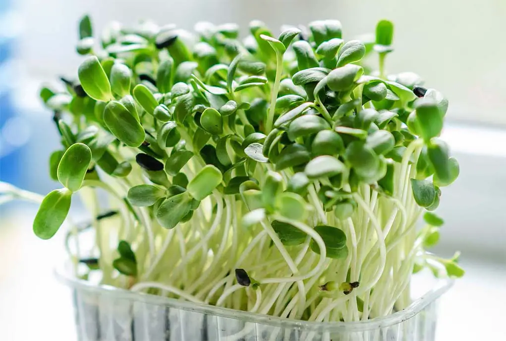 Closeup of vibrant fresh sprouts.   