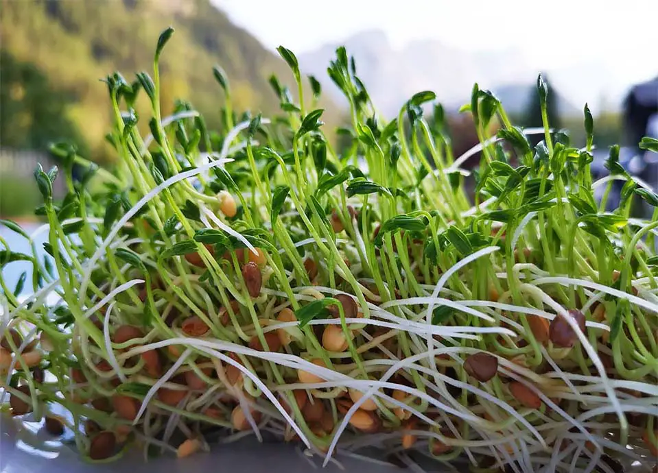 Close-up of fresh green sprouts on an outdoor table.