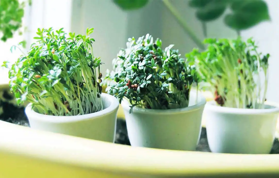 A medley of sprouts on a pot of soil by a bright window. 