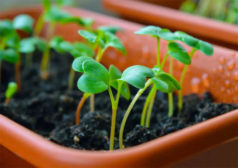 Close-up of young green sprouts emerging from soil.