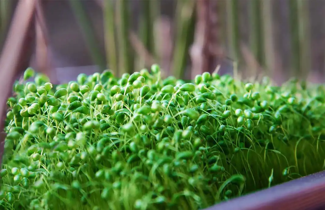 A thick tray of sprouts against a stand of bamboo.  