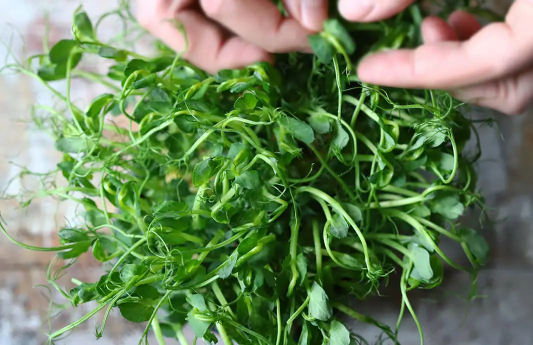 A person's fingers sorting a clump of sprout greens.  