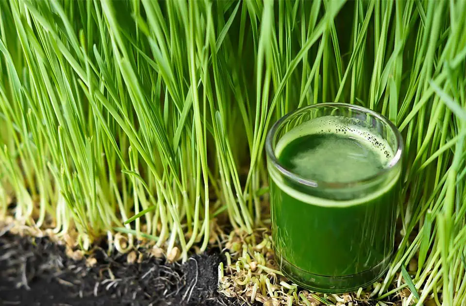 A shot of wheatgrass juice against a backdrop of verdant wheatgrass leaves. 