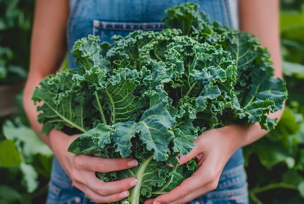 Macro shot of a huge bundle of fresh organic kale held in a gardener's arms.    