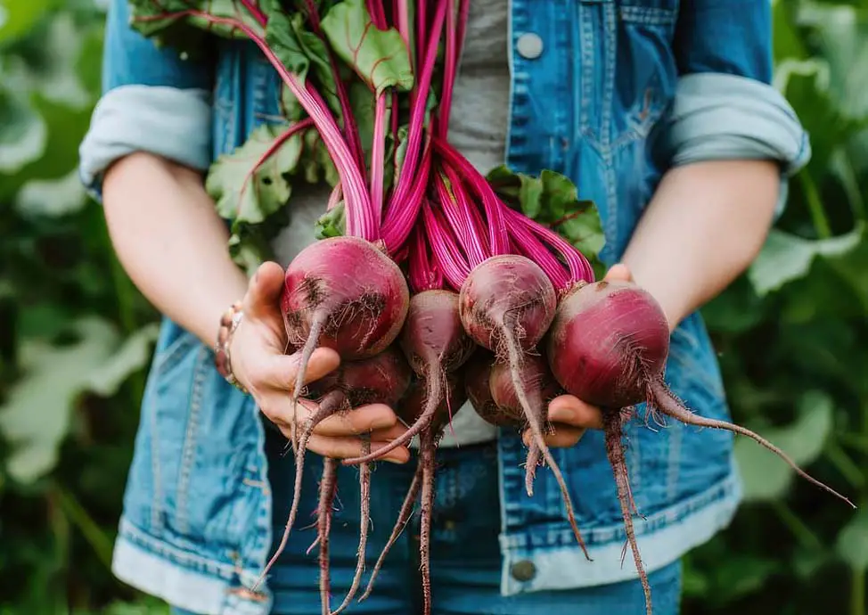 Close-up of a person holding fresh raw beetroot bulbs and greens against a verdant background.  