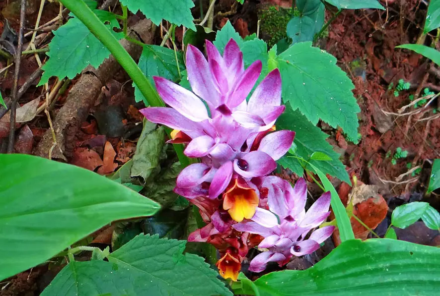 Top view close-up of a lovely blooming turmeric plant in rich soil. 