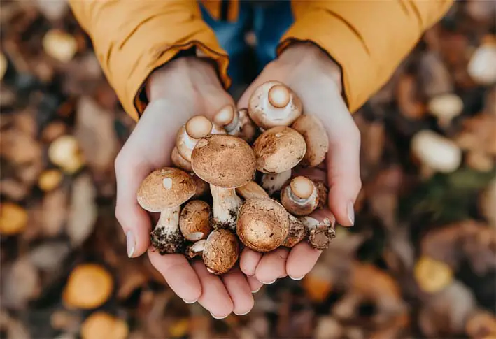 Close-up of hands holding mushrooms, demonstrating a food source of beta glucans. 