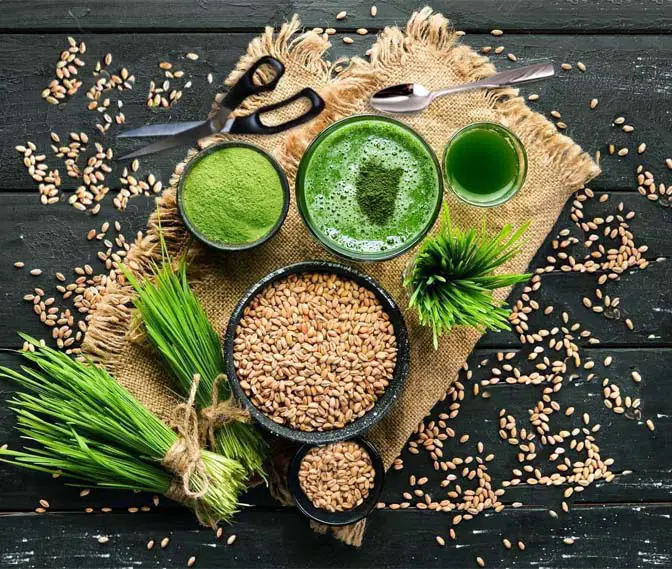 Top view of barley grass goods including seeds, juice, blade bundles, powder, and scissors for cutting fresh grass.