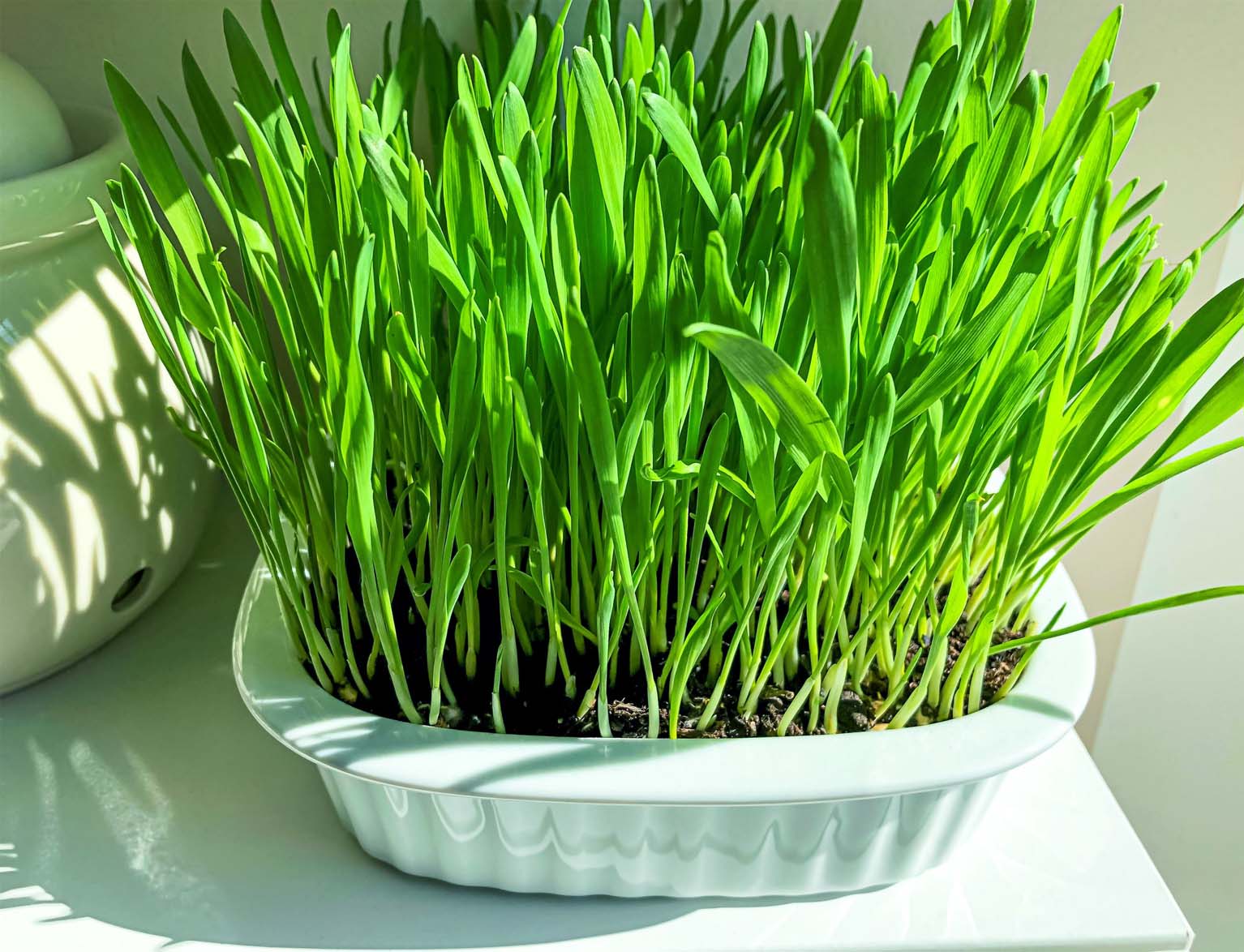 A pot of fresh green barley grass leaves about 9" tall on a white table. 