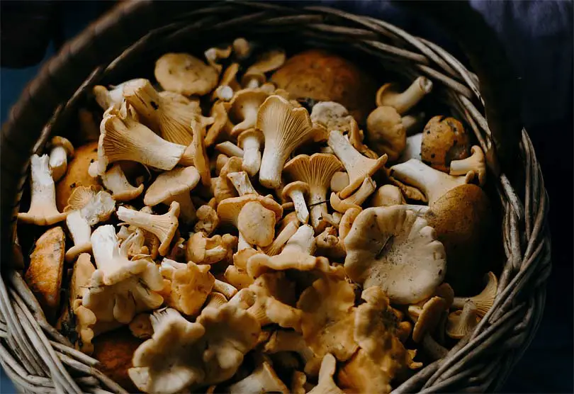 Top view of a wicker basket of golden raw mushrooms.  